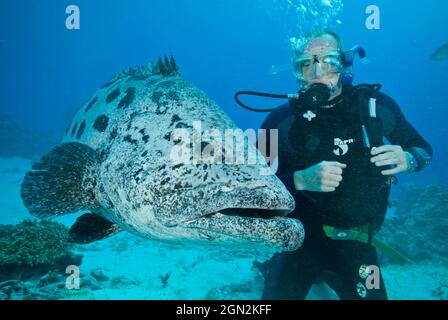 Kartoffelcod (Epinephelus tukula) und Taucher. Benannt nach den Kartoffelflecken. Hat mehrere kleine Zähne in drei bis sechs Reihen am mittleren Unterkiefer. Frien Stockfoto