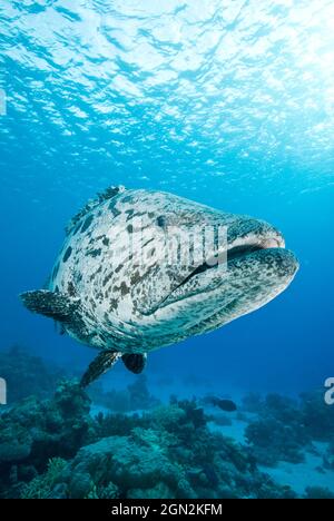 Kartoffelcod (Epinephelus tukula) und Taucher. Benannt nach den Kartoffelflecken. Hat mehrere kleine Zähne in drei bis sechs Reihen am mittleren Unterkiefer. Frien Stockfoto