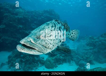 Kartoffelcod (Epinephelus tukula) und Taucher. Benannt nach den Kartoffelflecken. Hat mehrere kleine Zähne in drei bis sechs Reihen am mittleren Unterkiefer. Frien Stockfoto