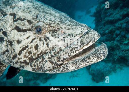 Kartoffelcod (Epinephelus tukula), hat mehrere kleine Zähne in drei bis sechs Reihen am mittleren Unterkiefer. Freundlich, aber mutig, nähert sich gerne Tauchern. Po Stockfoto