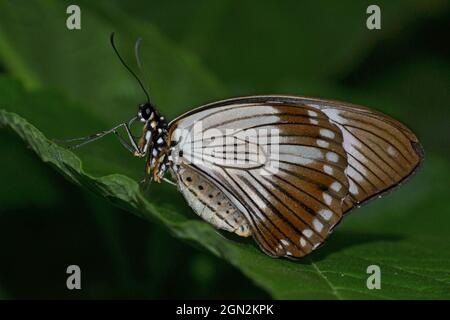 Mocker Swallowtail Schmetterling Stockfoto