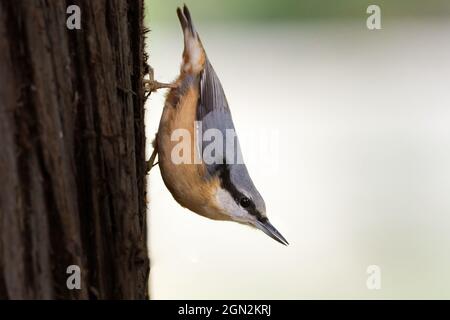 Ein Nuthatch läuft kopfüber einen Baumstamm hinunter Stockfoto