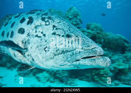 Kartoffelcod (Epinephelus tukula) und Taucher. Benannt nach den Kartoffelflecken. Hat mehrere kleine Zähne in drei bis sechs Reihen am mittleren Unterkiefer. Frien Stockfoto