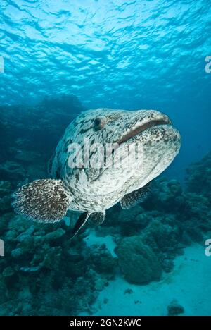 Kartoffelcod (Epinephelus tukula) und Taucher. Riesige Fische erreichten 200 cm und bis zu 100 kg. Port Douglas, North Queensland, Australien Stockfoto