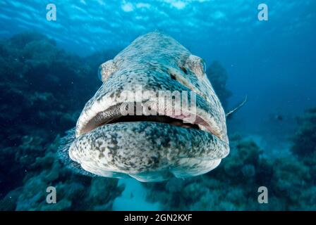 Kartoffelcod (Epinephelus tukula), hat mehrere kleine Zähne in drei bis sechs Reihen am mittleren Unterkiefer. Freundlich und mutig, nähert sich gerne Tauchern. Por Stockfoto