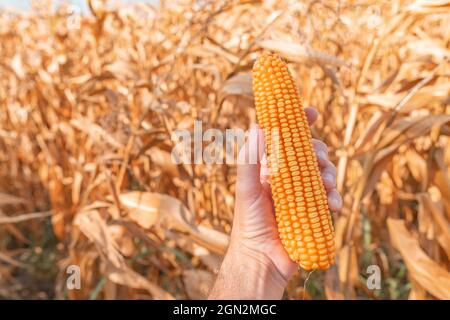 Farmer's Hand hält geerntete Ähre von Mais auf dem Feld, Nahaufnahme mit selektivem Fokus Stockfoto