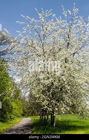 Blühende Kirschbäume prunus avium 'Plena' im Gartenfrühling Stockfoto