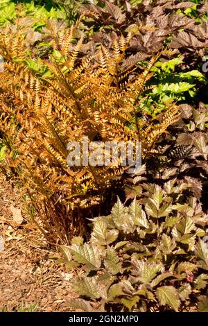 Dryopteris erythrosora im Frühjahr Schild Fern Stockfoto