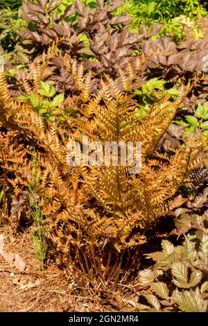 Schöne Dryopteris erythrosora im Frühjahr rostigen Farnblätter Stockfoto