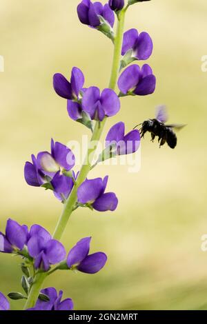 Einsame Zimmermannsbiene, die zur Baptizia australis-Blüte fliegt Stockfoto