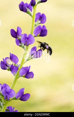 Violette Zimmermannsbiene Xylocopa violacea fliegende Biene Stockfoto