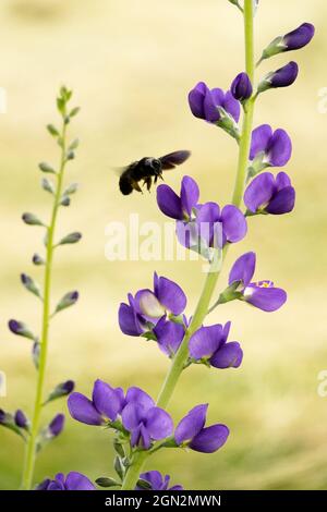 Blue False Indigo Baptisia australis Bee Flying to Flower große violette Zimmermannsbiene Xylocopa violacea Insektenfresser Juni Blaue Blumen blühend Stockfoto