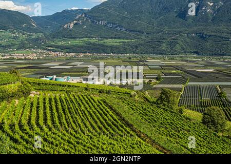 Täler und Hänge mit Traminer-Rebstöcken, Gewürztraminer, entlang der Südtiroler Weinstraße. Autonome Provinz Bozen. Stockfoto