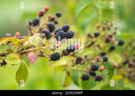 Wilde schwarze und rote Beeren im Busch, reife und unreife wilde Brombeeren auf dem Land, aus der Nähe Stockfoto