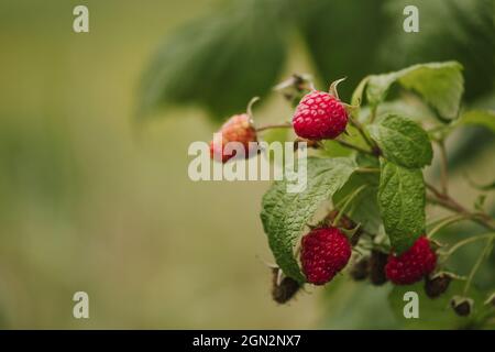 Frische Bio-wilde rote Himbeere am Busch mit grünen Blättern, aus nächster Nähe Stockfoto