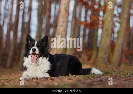 Border Collie liegt am Boden im Herbstwald. Lächelnder schwarzer und weißer Hund mit der Zunge draußen während der Herbstsaison in der Natur. Stockfoto