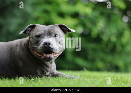 Portrait of Lying English Staffordshire Bull Terrier in Green Garden. Bezaubernd lächelnd Blue Staffy auf Gras draußen. Stockfoto