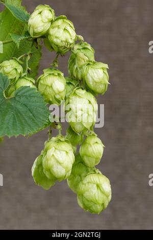 Humulus lupulus - Hopfenzapfen, die auf einem Ast vor braunem unscharfem Hintergrund hängen Stockfoto