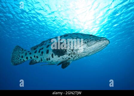 Kartoffelcod (Epinephelus tukula), der 200 cm und bis zu 100 kg erreichen soll. Port Douglas, North Queensland, Australien Stockfoto