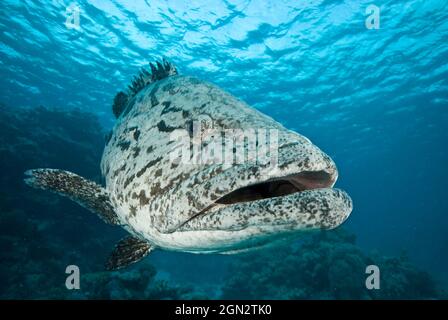 Kartoffelcod (Epinephelus tukula), benannt nach ihren Flecken, die wie Kartoffeln aussehen. Hat mehrere kleine Zähne in drei bis sechs Reihen am mittleren Unterkiefer. Ein Freund Stockfoto