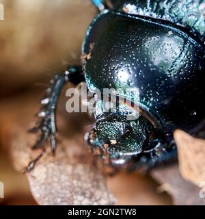 Waldmistkäfer, Anoplotrupes stercorosus, mit glänzend schwarzer chitinöser Karapasse in Nahaufnahme Stockfoto