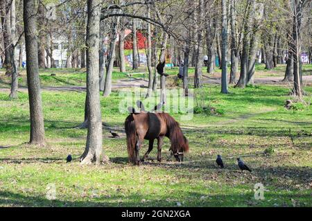 Schönes Pony mit lustigen Herde. Ponyreiten. Pony Pferd auf der Alm an einem sonnigen Tag mit Krähen. Stockfoto