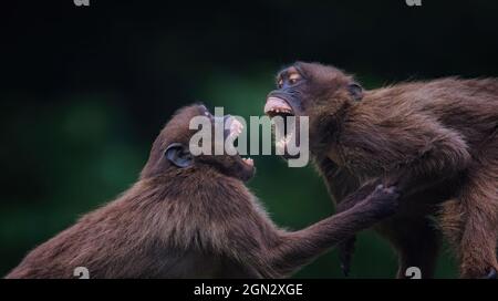 Theropithecus gelada schätzt seine Zähne bei einem großen Streit, das beste Foto. Stockfoto