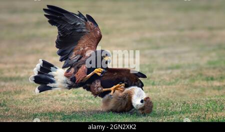 Parabuteo unicinctus jagt seine Beute und fängt sie in seinen Krallen, das beste Foto. Stockfoto