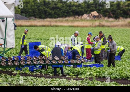Salatpflücker in Tarleton, Lancashie, Großbritannien Wetter September 2021. Wanderarbeitnehmer in der EU. Die meisten aus der Ukraine haben einen frühen Morgen mit der Ernte von Cos-Salat für britische Supermärkte begonnen. Kopfsalat kann bis spät in die Saison bis September angebaut werden, aber frühe Fröste können die Blätter beschädigen und daher nicht zum Verkauf geeignet sein. Stockfoto