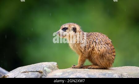 Meerkat Suricata sitzt auf einem Stein und wartet auf die anderen Bandenmitglieder., das beste Foto. Stockfoto