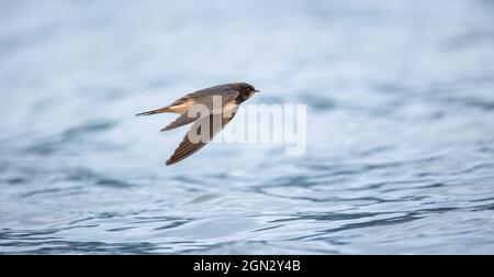 Schwalbe Hirundo rustica fliegt über das Wasser und fängt Insekten, das beste Foto. Stockfoto