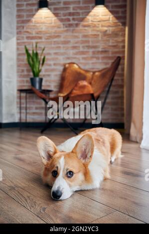 Porträt des niedlichen Pembroke Welsh Corgi, der auf Holzboden liegt und die Kamera anschaut. Entzückende rote und weiße Hund ruht auf Parkett in der Wohnung. Konzept von Haustieren. Stockfoto