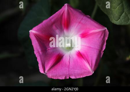 Rosa helle ipomoea-Blume. Floraler Hintergrund und Struktur. Stockfoto