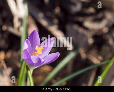 Einzelne Nahaufnahme Makro violett Crocus Vernus Frühlingsblume auf grünen Blättern Bokeh Hintergrund, selektiver Fokus, Kopierraum. Stockfoto