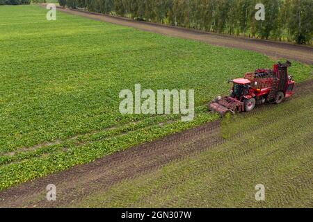 Mähdrescher erntet Zuckerrüben auf dem Feld. Luftaufnahme Stockfoto