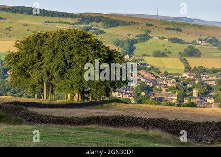 Der Buchenkops, bekannt als ‘Twenty Trees’ , ein bekanntes Wahrzeichen in der Nähe von Hayfield in High Peak, Derbyshire, England, Großbritannien Stockfoto