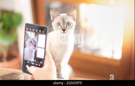Die weibliche Besitzerin fotografiert mit ihrem weißen Kater mit einem Smartphone im Wohnzimmer, um sich während der Quarantäne zu entspannen und von zu Hause aus zu arbeiten. Stockfoto