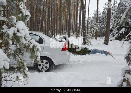 Weihnachtsbaum Transport im Kofferraum. Weihnachtstanne aus bewaldeten Schnee. Stockfoto