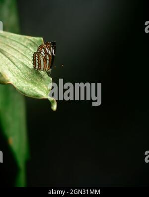 Der wunderschöne Ceylon Tiger Schmetterling liegt am Rand eines grünen Blattes, in einer natürlichen, dunklen Umgebung mit gedämpfter Beleuchtung, weichem Bokeh-Hintergrund und Kopierraum f Stockfoto