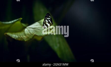 Schöner Ceylon Tiger Schmetterling Rest auf dem Rand eines grünen Blattes, am frühen Morgen Licht trifft den schönen Schmetterling und hinterleuchtete die Flügel, weiches Bokeh Stockfoto