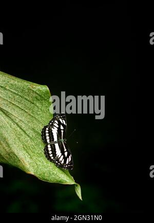 Der wunderschöne Ceylon Tiger Schmetterling liegt am Rand eines grünen Blattes, natürliche dunkle Umgebung mit gedämpfter Beleuchtung, dunkler Hintergrund mit Kopierräumen. Stockfoto