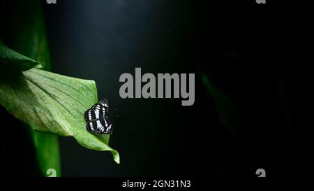 Schöne Ceylon Tiger Schmetterling Rest auf dem Rand eines grünen Blattes, natürliche dunkle Umgebung mit gedämpfter Beleuchtung, weiche Bokeh dunklen Hintergrund mit Kopie sp Stockfoto