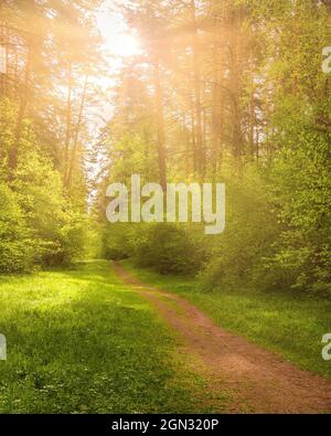 Sonnenstrahlen, die durch die Kiefern strömen und das junge grüne Laub auf den Büschen im Kiefernwald im Frühjahr beleuchten. Stockfoto