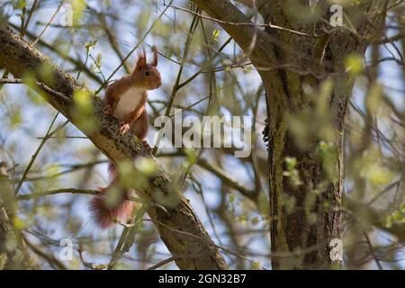 Nahaufnahme eines Eichhörnchens [Gattung Sciurus] Stockfoto