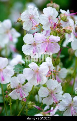 Geranium x cantabrigiense „Biokovo“ Stockfoto