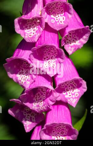 Nahaufnahme der Blüten des violetten Fuchshandschuhs, Digitalis purpurea Blume Stockfoto