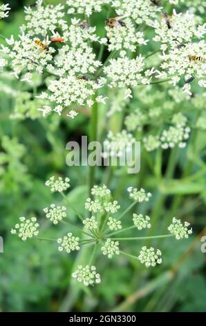 Heracleum sphondylium, bekannt als Hogweed, gewöhnliches Hogweed oder Kuhpasnip, grüne Pflanze mit schirmähnlichen weißen Blüten in einem Wald in Deutschland, Europa Stockfoto