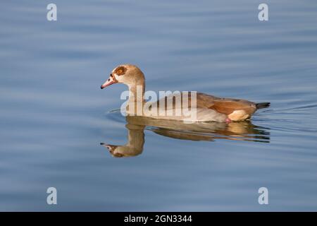 Nahaufnahme einer ägyptischen Gans [Alopochen aegyptiaca, syn.: Alopochen aegyptiacus] Stockfoto