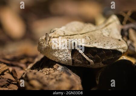 Nahaufnahme eines Swampjack [Bitis gabonica] Stockfoto