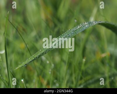 Sheerness, Kent, Großbritannien. September 2021. Wetter in Großbritannien: Die Rückkehr der Kraniche, auch bekannt als „Dati Long Legs“, und der Morgentau markieren den Beginn des Herbstes in Sheerness, Kent. Kredit: James Bell/Alamy Live Nachrichten Stockfoto